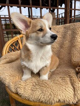 Corgi - 8