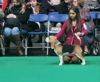 BEAGLE - bigl, beautiful puppies ZKwP/ FCI - 8