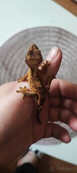 Mláďata pagekonů - 8