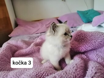 Ragdoll koťátka - 8