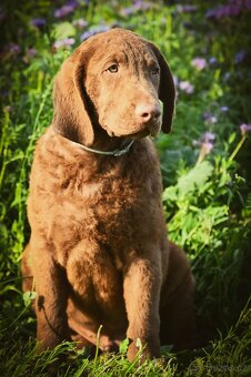 Hnědý retriever(jako hnědý labrador-chesapeake)sPP - 8