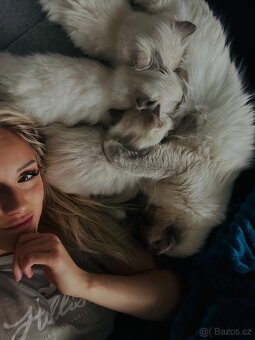 Ragdoll koťátka - 8
