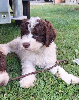 Lagotto romagnolo s PP (italský vodní pes) - 8