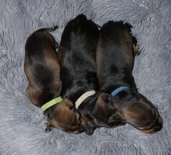 Jezevčík standard drsnosrstý s PP - 8