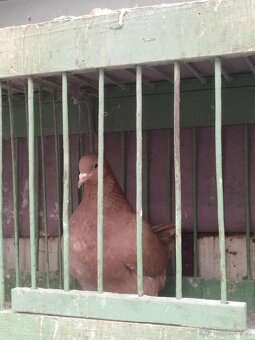 Prodám holuby NVH a texany - 8