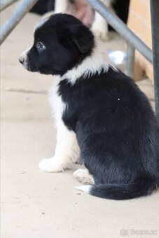 Border kolie štěňata - 8