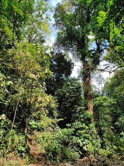 Farma Kostarika Golfito - 8