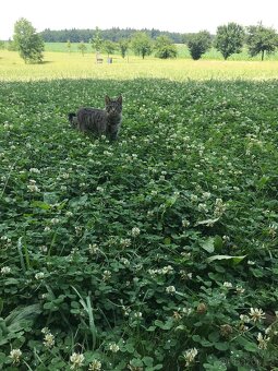 Daruji tříletou kočičku - 8