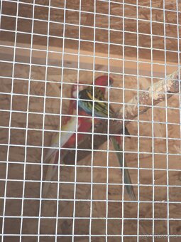 Rozela rubino a pestrá - 8