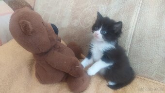 Kočka Evropská & Ragdoll - 8