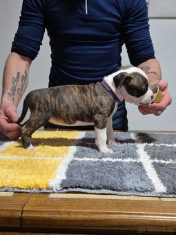 Americký stafordšírský teriér s PP - 8