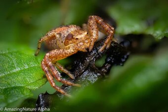 Pergear 100mm F2.8 Full Frame 2X Ultra Macro L mount, nové - 8