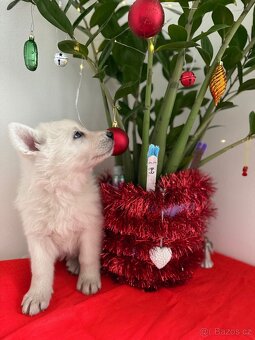 Bílý švýcarský ovčák s PP - 8