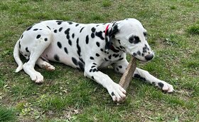 Dalmatin štěně s PP - 8
