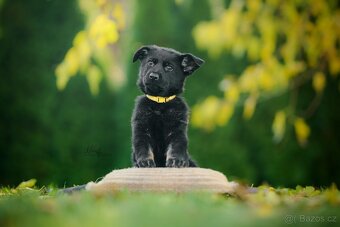 Německý ovčák - štěňata - 8