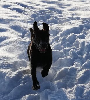 Labradorský retrívr - 8