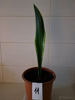 Sansevieria "tchynin jazyk" - 8