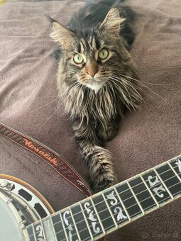 5str banjo s toneringem Ptacek - 8