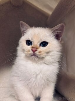 Britská koťátka činčily k odbery hned - 8