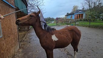 American Paint Horse - 8