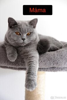 Britské modré kotě - 8