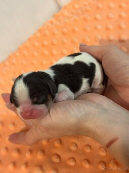 Cavalier King Charles spaniel - 8