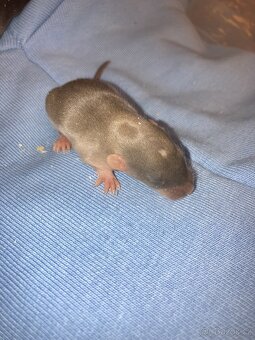 Potkaní dumbo mlaďata - 8