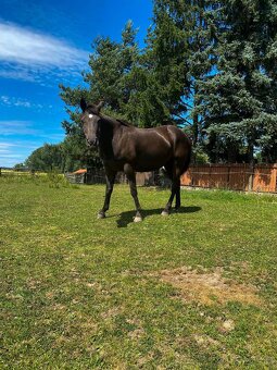Prodám dva valachy do dobrých rukou - Paint Horse a Quarter - 8