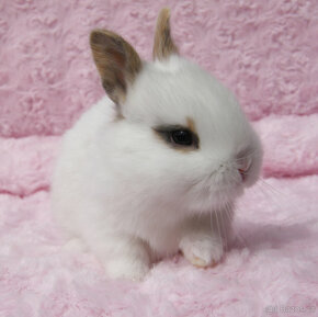 Zakrslý krátkouchý králíček , malinký kluk s VP - 8