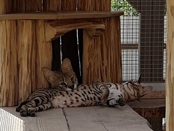 Serval stepny - 8