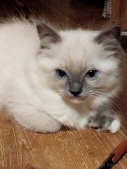 Ragdoll koťata - 8