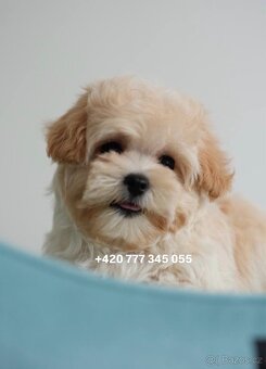 Maltipoo chlapeček ve světlé karamelové barvě - 8