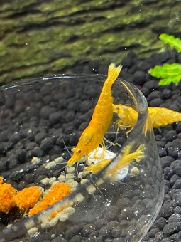 Krevetky žluté Yellow Fire - 8