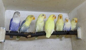 Agapornis fischeri - 8