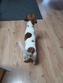 Jack Russell Teriér  ke krytí - 8