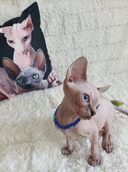 Kanadský sphynx - 8