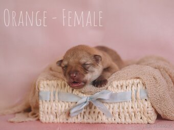 Prodej - štěňata Saarloosova vlčáka 🐺 - 8