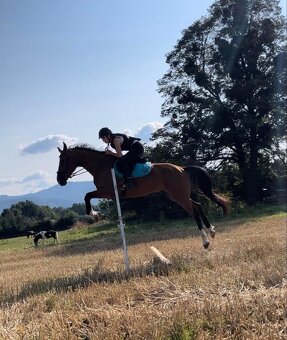 Všestranný valach - 8