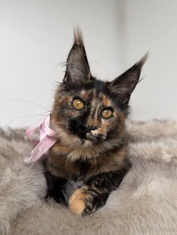 Mainská mývalí koťátka s PP - 8