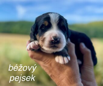 Bernský salašnický pes s PP - štěňátka - 8