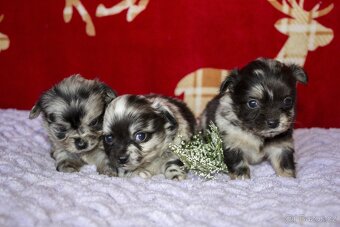 Štěňata - dlouhosrstá čivava - 8