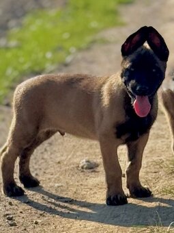 BELGICKÝ OVČÁK MALINOIS - 8