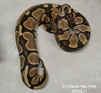 Krajta královská subadult a adult - 8
