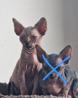 Kanadský sphynx bez PP - 8