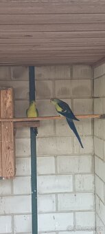 Papoušek horský modrý - 8