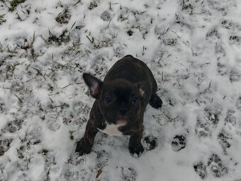 Francouzský buldočci - 8