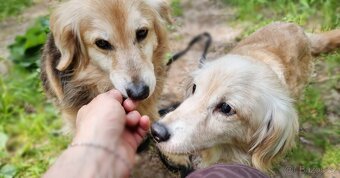 VIKY & ZORKA - umazlené babičky čekají na svého anděla - 8