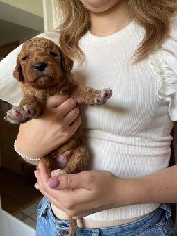 Štěňátka F2 Goldendoodle - 8