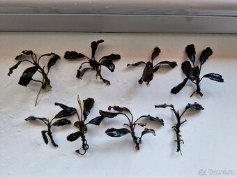 Becephalandra - 8