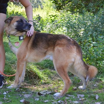 🐾 Tessar – mladý kříženec německého ovčáka a akita inu hled - 8
